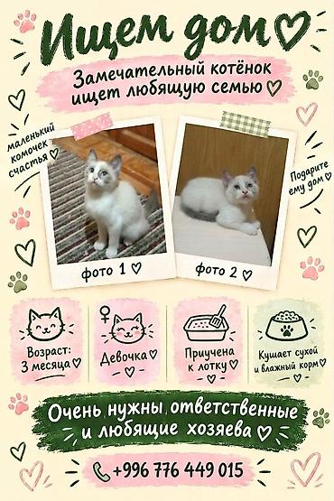 1 мальчик 2 котёнка: Котята в добрые руки - Возраст: 3 месяца - Пол: есть 3 девочки — 4