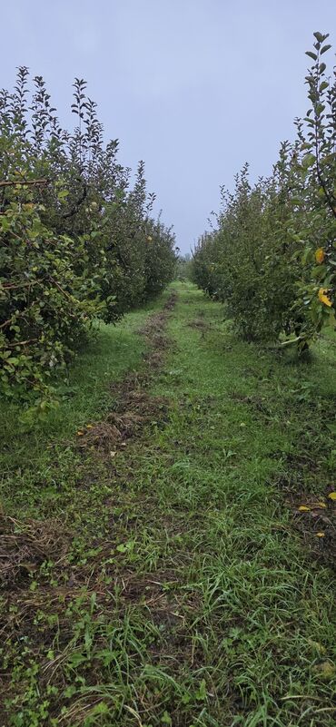 продажа и аренда домов: 84 sot, Kənd təsərrüfatı, Mülkiyyətçi, Kupça (Çıxarış)