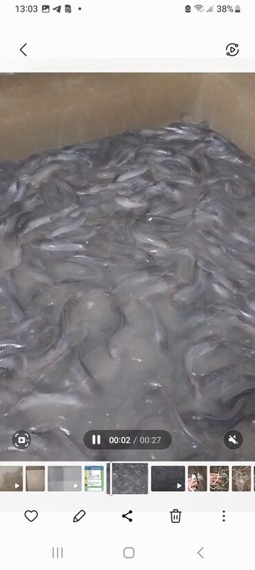 тор рыба: Продаю африканский сом 13000 тыс.шт. тел