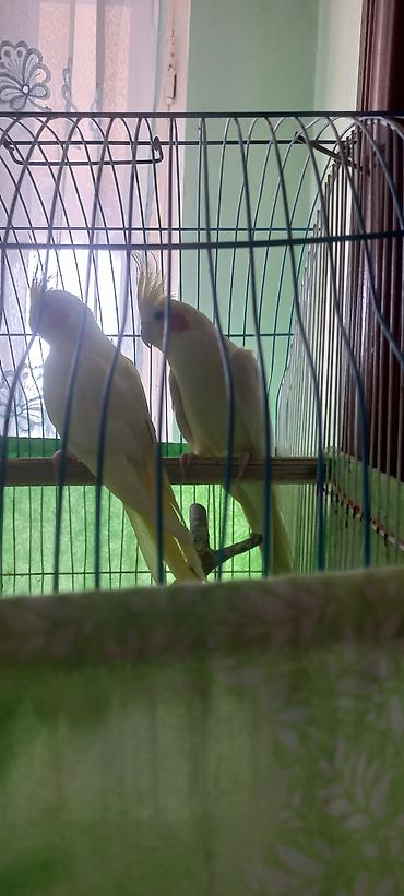 Tutuquşları: Salam Erkek Satilir Tam cute hazir Yas yarimliq.Disi uctu deye tek — 5