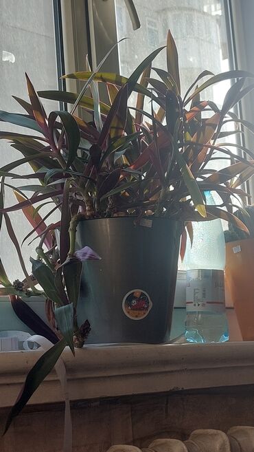 королевская пеларгония купить: Комнатное растение Tradescantia spathacea (син. Rhoeo, «москитник»