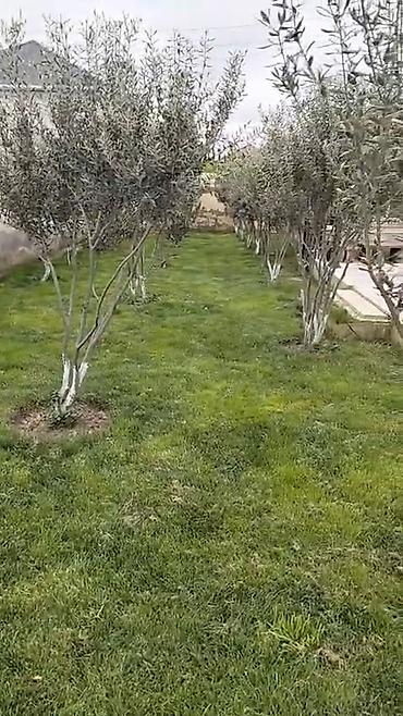 emircanda satilan evler: Jeyranbaranda 8 sot torpaq sahəsində kürsülü fərdi yaşayış evi. - 3 — 7
