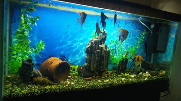 Akvariumlar: Dördbucaq akvarium, Balıqlarla birlikdə, 100 l, Ünvandan götürmə