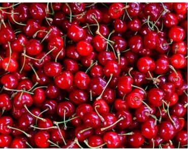 прожектор для дома: Черенки : Вишня, Самовывоз