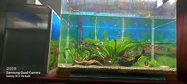akvarium gəncə: Akvaryum komplekti – şirin su üçün - Şüşə akvaryum: düz bucaq — 2