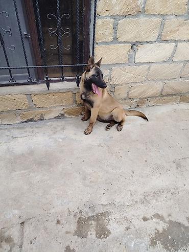 it pudel: Belçika Malinua (Belgian Malinois) – gözətçi/iş iti - Cins: Belçika — 7