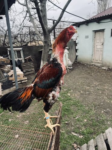 Xoruzlar: Heyratı xoruz satılır 1 il 3 aylıq. Cins: Uzunboyun, sərt bədən — 5