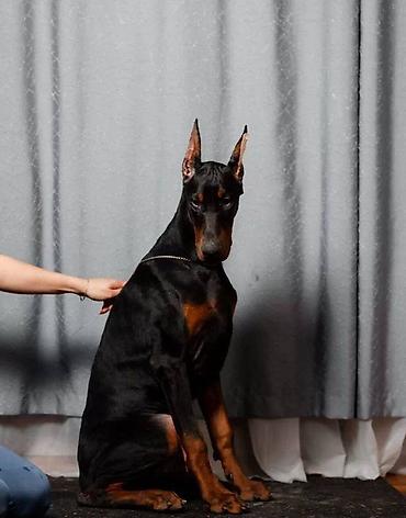 itler: Doberman, 2 ay, Erkək, Sənədli, Pulsuz çatdırılma — 8