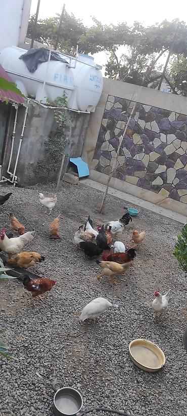ucuz quşlar: Toyuqlar yeni yumurtaya düşmüş cavan ferelerdi damazlıq saxlamaq üçün — 3