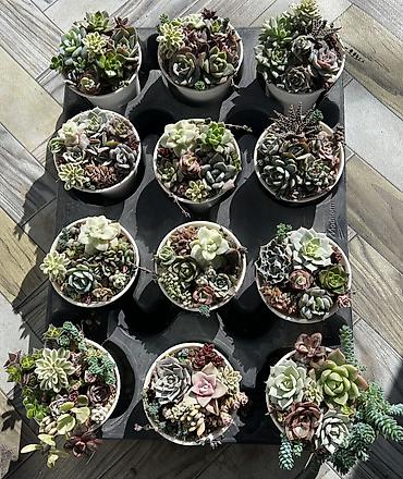 Другой декор и предметы интерьера: Продаю суккуленты: эхеверии, седумы, крассулы, эониумы алоэ — 8