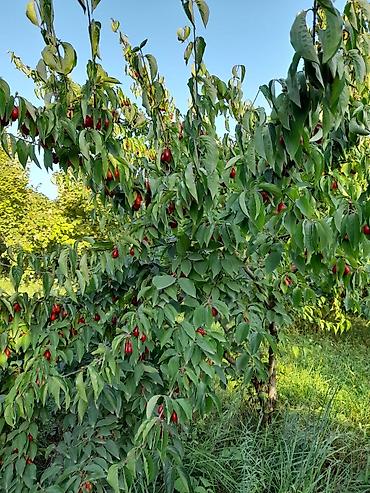 Ağaclar: Qusarin kendi gedezeyxur 10 km araligda gozel ponramali yerdi tecili — 7
