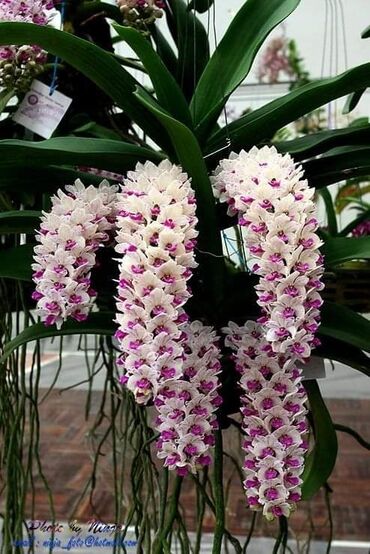 Semena i sadnice: Orhideja seme
Cena:550din/10semenki — 2