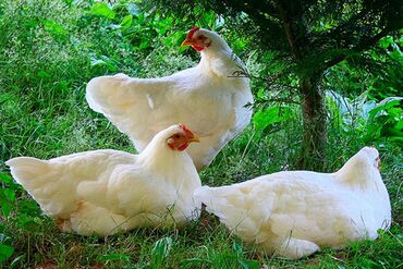 курицы: Куплю инкубаторные яйца Кобб 500