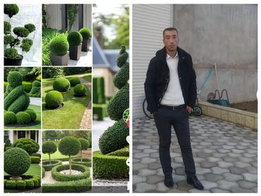 Landşaft işləri: Bütün növ ağcların qazonun güllərin biçilməsi sulaması dərmanlaması — 12