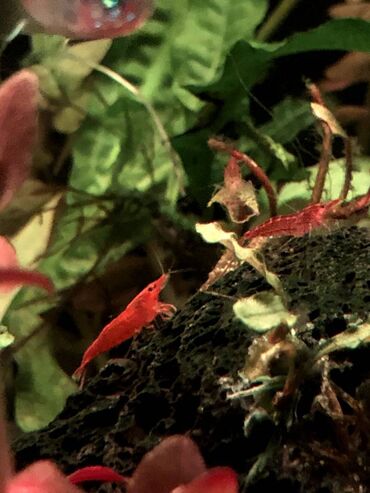 enzo шампунь отзывы: Sağlam və aktiv krivetkalar satışdadır. Bitkili akvarium üçün at lalafo.az enzo шампунь отзывы: Sağlam və aktiv krivetkalar satışdadır. Bitkili akvarium üçün