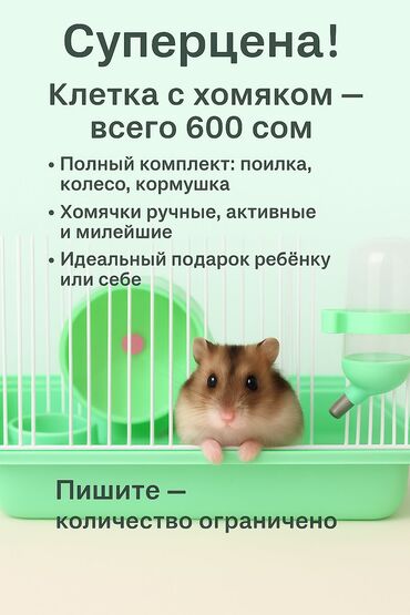 шпицы бишкек: 🐹 ХОМЯК + КЛЕТКА ВСЕГО ЗА 600 СОМ! 🔥 Нереально низкая цена — всё