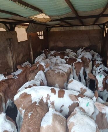 Dana, buzov: Dana, buzov, Dişi, Simental, ay: 1, Damazlıq, Ətlik, Rayonlara çatdırılma, Pulsuz çatdırılma, Ödənişli çatdırılma — 23