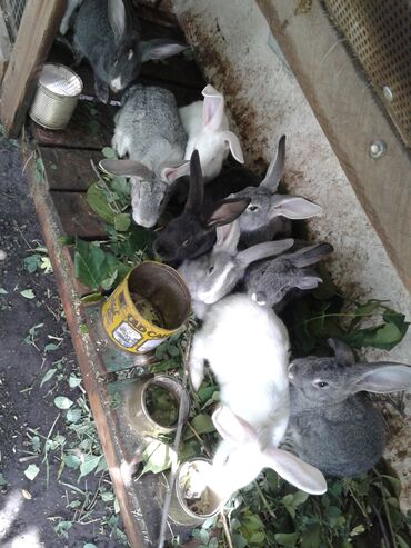 кролик домашний купить: Продаю | Крольчиха (самка), Кролик самец, Крольчата | Серый великан, Фландр | Для разведения
