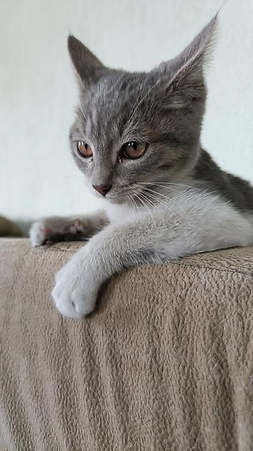 коты бишкек: Милый домашний котёнок скоттиш страйт серебристо-серым тигровым — 3