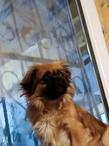 it pug: Pekines, Dişi — 4