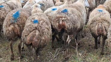 Qoyunlar, qoçlar: Otlaqda otlayan bir sürü qoyun. Qoyunların əksəriyyəti açıq rəngli — 10