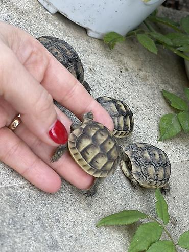 böyürtkən və moruq: Teze bala tisbagalar — 2
