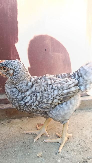 it bazari bakida: Təmiz qan Xarkov cücələri tam sağlam vitaminləri verilib 15 günlük — 1