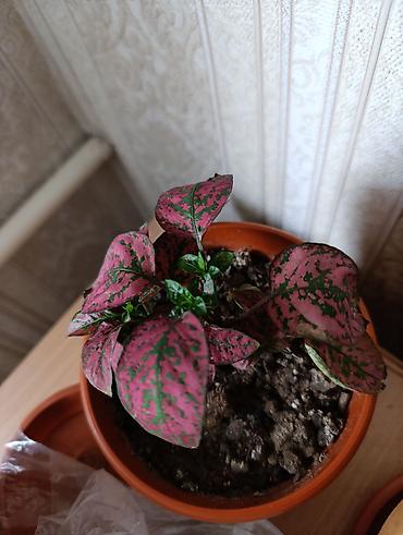 Бегонии: Гипоэстес (Hypoestes phyllostachya) «пятнистый» в горшке,есть белый — 2