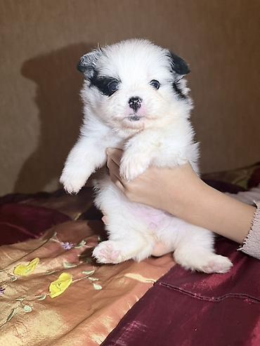 İtlər: Şpitz, 2 ay, Dişi — 2