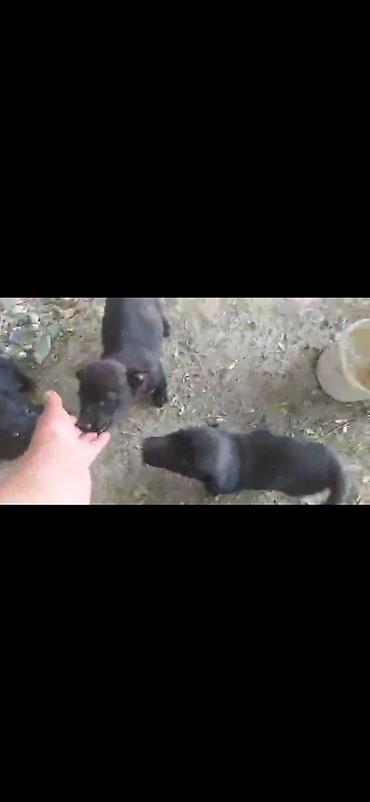 Иттер: Отдам в добрые руки Щенки дворняжки🐶 Ищем любящих хозяев для — 5