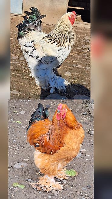 qaşqaldağ quşu: Brama xoruzlar iksi bir yerdə 120-manat göz qabağındadılar vhatsappta — 1