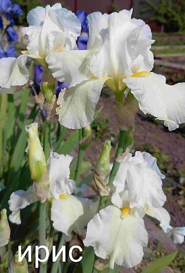 Другие виды семян и саженцев: Все растения что на фото, есть в наличии — 21