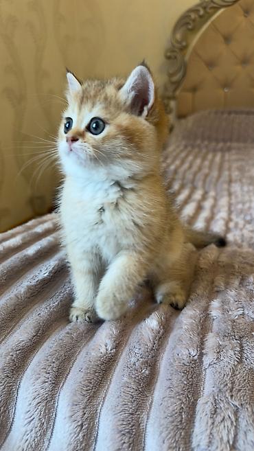 Кошки: Шиншилла, Самка, В добрые руки — 3