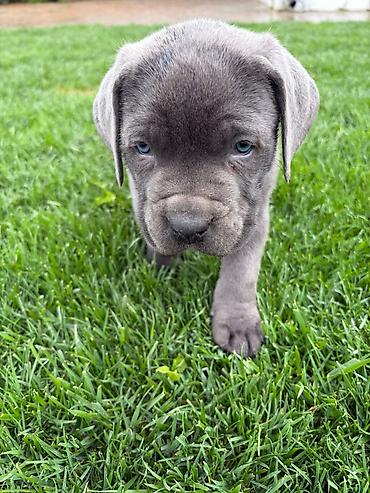 cane corso yavru: Kane-Korso, 2 ay, Erkək, Peyvəndli — 4