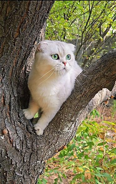 клетка для шиншилл: Шотландская кошечка . окрас: серебристая шиншилла SFS ns11 — 1