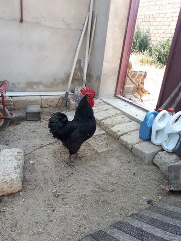 Inəklər, öküzlər: Xoruz, il: 1