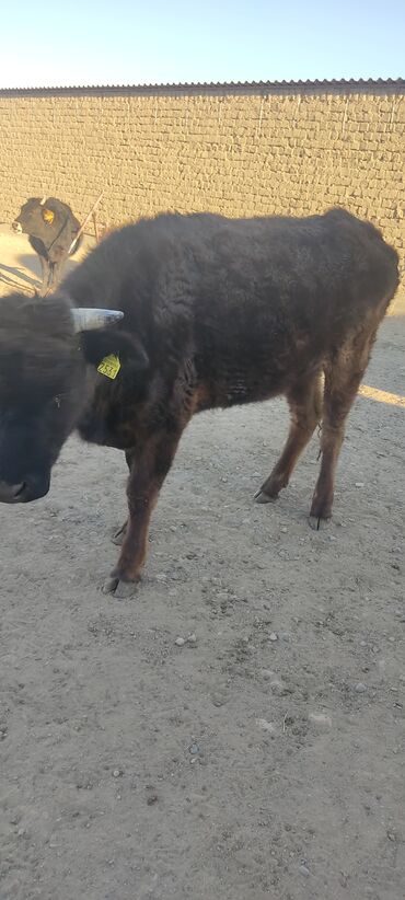 Коровы, быки: Продаю | Корова (самка) | Алатауская | На откорм | Не стельные