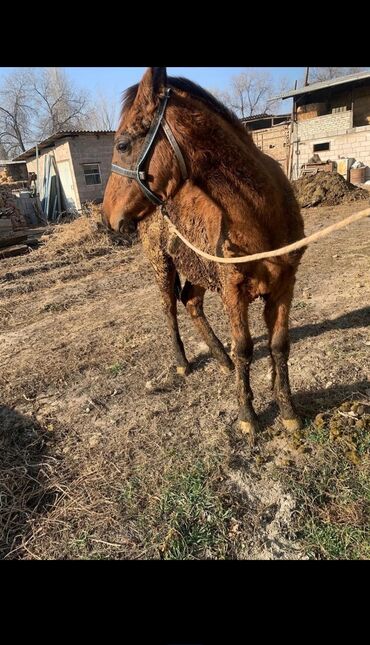 Лошади, кони: Продаю | Жеребец | Рабочий — 2