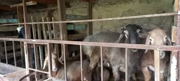 Бараны, овцы: Продаю | Баран (самец) | Полукровка | На забой, Для разведения