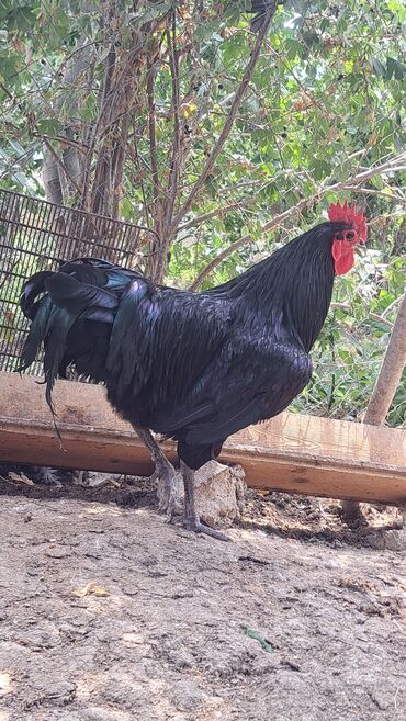 Xoruzlar: Xoruz, il: 1, Pulsuz çatdırılma — 11