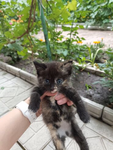 Отдам даром кошку: 1 месяц, Девочка