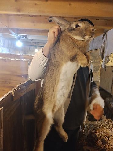 Dovşanlar: 🐇 Velikan və Kaliforniya Dovşanları Satılır Təmiz qan xəttindən olan — 21