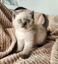 Pişiklər: Britan, Erkək, Ünvandan götürmə, Pulsuz çatdırılma, Ödənişli çatdırılma