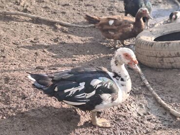 Ördəklər: Salam lal ördəklər satılır iri heyvanlardı fərələr 23 azn xoruzlar 34 — 14
