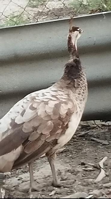 ov quşları: Məhsul: Tovuz quşu (dişi) Təsvir: - Növ: Pavo cristatus (hind — 5