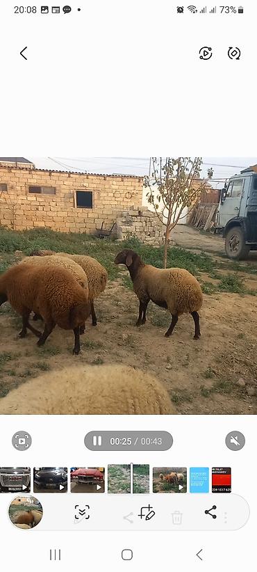 Quzu: 5 baş quzular öz Həyətimin Heyvanlaridir — 9