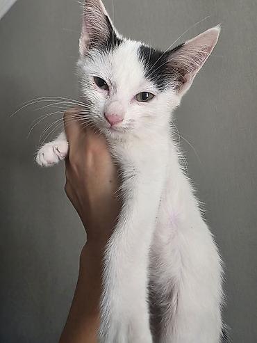 возьму котёнка в добрые руки: Кошка даром: Беспородная, Мальчик, Приучена к лотку — 2