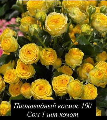 Роза: Саженцы — 9