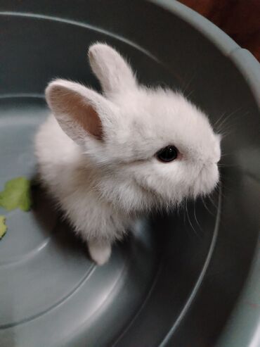 Gəmiricilər: Dekorativ karlik dovşanlar.1 aylıq — 1