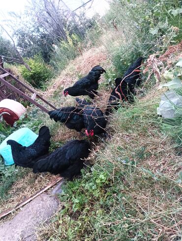 купить стаффордширского терьера: Сатам | Тооктор | Көбөйтүү үчүн